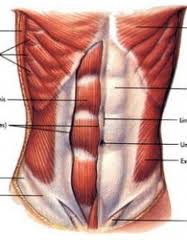 Female Ab Diagram